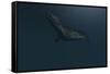 Mosasaur Swimming in Prehistoric Waters-null-Framed Stretched Canvas