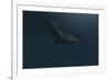 Mosasaur Swimming in Prehistoric Waters-null-Framed Art Print