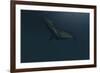 Mosasaur Swimming in Prehistoric Waters-null-Framed Art Print