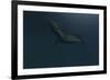 Mosasaur Swimming in Prehistoric Waters-null-Framed Art Print