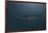 Mosasaur Swimming in Prehistoric Waters-null-Framed Art Print