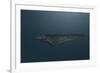 Mosasaur Swimming in Prehistoric Waters-null-Framed Art Print