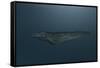 Mosasaur Swimming in Prehistoric Waters-null-Framed Stretched Canvas