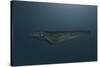 Mosasaur Swimming in Prehistoric Waters-null-Stretched Canvas