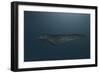 Mosasaur Swimming in Prehistoric Waters-null-Framed Premium Giclee Print