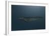 Mosasaur Swimming in Prehistoric Waters-null-Framed Art Print