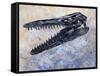Mosasaurus Dinosaur Skull-Stocktrek Images-Framed Stretched Canvas
