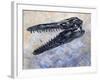 Mosasaurus Dinosaur Skull-Stocktrek Images-Framed Art Print