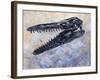 Mosasaurus Dinosaur Skull-Stocktrek Images-Framed Art Print