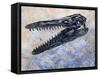 Mosasaurus Dinosaur Skull-Stocktrek Images-Framed Stretched Canvas