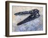 Mosasaurus Dinosaur Skull-Stocktrek Images-Framed Art Print