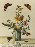 Plate Xl from The Aurelian, Natural History of English Moths and Butterflies, 18th Century-Moses Harris-Giclee Print