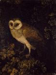 An Owl, 1780-90 (Oil on Panel)-Moses Haughton-Giclee Print