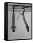 Mosquito Larvae Hanging Upside Down from Snorkel-Like Breathing Tubes-J^ R^ Eyerman-Framed Stretched Canvas