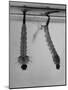 Mosquito Larvae Hanging Upside Down from Snorkel-Like Breathing Tubes-J^ R^ Eyerman-Mounted Photographic Print