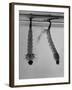 Mosquito Larvae Hanging Upside Down from Snorkel-Like Breathing Tubes-J^ R^ Eyerman-Framed Photographic Print