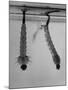 Mosquito Larvae Hanging Upside Down from Snorkel-Like Breathing Tubes-J^ R^ Eyerman-Mounted Photographic Print