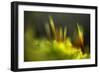 Moss 2-Ursula Abresch-Framed Photographic Print