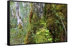 Moss and lichen covered bark in Patagonian Nothofagus beech forest, Alberto de Agostini National Pa-Alex Robinson-Framed Stretched Canvas