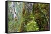 Moss and lichen covered bark in Patagonian Nothofagus beech forest, Alberto de Agostini National Pa-Alex Robinson-Framed Stretched Canvas