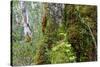 Moss and lichen covered bark in Patagonian Nothofagus beech forest, Alberto de Agostini National Pa-Alex Robinson-Stretched Canvas