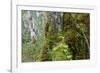 Moss and lichen covered bark in Patagonian Nothofagus beech forest, Alberto de Agostini National Pa-Alex Robinson-Framed Photographic Print