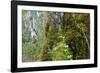 Moss and lichen covered bark in Patagonian Nothofagus beech forest, Alberto de Agostini National Pa-Alex Robinson-Framed Photographic Print