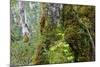 Moss and lichen covered bark in Patagonian Nothofagus beech forest, Alberto de Agostini National Pa-Alex Robinson-Mounted Photographic Print