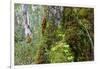 Moss and lichen covered bark in Patagonian Nothofagus beech forest, Alberto de Agostini National Pa-Alex Robinson-Framed Photographic Print