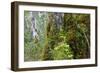 Moss and lichen covered bark in Patagonian Nothofagus beech forest, Alberto de Agostini National Pa-Alex Robinson-Framed Photographic Print