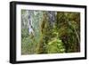 Moss and lichen covered bark in Patagonian Nothofagus beech forest, Alberto de Agostini National Pa-Alex Robinson-Framed Photographic Print