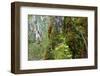 Moss and lichen covered bark in Patagonian Nothofagus beech forest, Alberto de Agostini National Pa-Alex Robinson-Framed Photographic Print