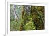Moss and lichen covered bark in Patagonian Nothofagus beech forest, Alberto de Agostini National Pa-Alex Robinson-Framed Photographic Print