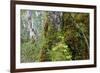 Moss and lichen covered bark in Patagonian Nothofagus beech forest, Alberto de Agostini National Pa-Alex Robinson-Framed Photographic Print