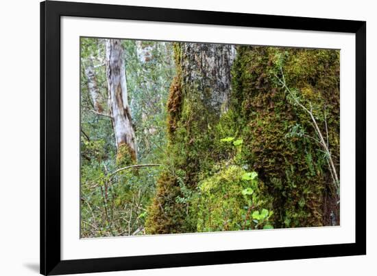 Moss and lichen covered bark in Patagonian Nothofagus beech forest, Alberto de Agostini National Pa-Alex Robinson-Framed Photographic Print