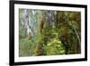 Moss and lichen covered bark in Patagonian Nothofagus beech forest, Alberto de Agostini National Pa-Alex Robinson-Framed Photographic Print