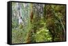 Moss and lichen covered bark in Patagonian Nothofagus beech forest, Alberto de Agostini National Pa-Alex Robinson-Framed Stretched Canvas