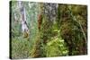 Moss and lichen covered bark in Patagonian Nothofagus beech forest, Alberto de Agostini National Pa-Alex Robinson-Stretched Canvas