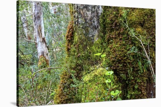 Moss and lichen covered bark in Patagonian Nothofagus beech forest, Alberto de Agostini National Pa-Alex Robinson-Stretched Canvas