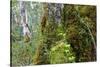 Moss and lichen covered bark in Patagonian Nothofagus beech forest, Alberto de Agostini National Pa-Alex Robinson-Stretched Canvas
