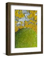 Moss and lichen, Saunders Island, Falkland Islands-Keren Su-Framed Photographic Print