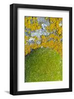 Moss and lichen, Saunders Island, Falkland Islands-Keren Su-Framed Photographic Print