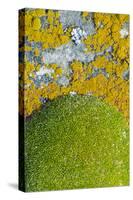 Moss and lichen, Saunders Island, Falkland Islands-Keren Su-Stretched Canvas