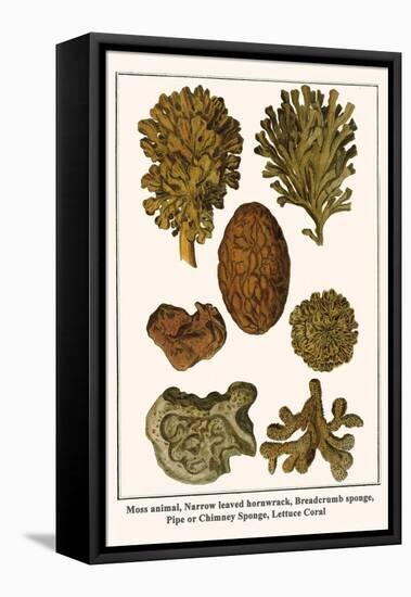 Moss Animal, Narrow Leaved Hornwrack, Breadcrumb Sponge, Pipe or Chimney Sponge, Lettuce Coral-Albertus Seba-Framed Stretched Canvas