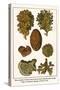 Moss Animal, Narrow Leaved Hornwrack, Breadcrumb Sponge, Pipe or Chimney Sponge, Lettuce Coral-Albertus Seba-Stretched Canvas