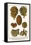 Moss Animal, Narrow Leaved Hornwrack, Breadcrumb Sponge, Pipe or Chimney Sponge, Lettuce Coral-Albertus Seba-Framed Stretched Canvas