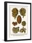 Moss Animal, Narrow Leaved Hornwrack, Breadcrumb Sponge, Pipe or Chimney Sponge, Lettuce Coral-Albertus Seba-Framed Art Print