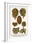 Moss Animal, Narrow Leaved Hornwrack, Breadcrumb Sponge, Pipe or Chimney Sponge, Lettuce Coral-Albertus Seba-Framed Art Print