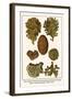 Moss Animal, Narrow Leaved Hornwrack, Breadcrumb Sponge, Pipe or Chimney Sponge, Lettuce Coral-Albertus Seba-Framed Art Print