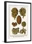 Moss Animal, Narrow Leaved Hornwrack, Breadcrumb Sponge, Pipe or Chimney Sponge, Lettuce Coral-Albertus Seba-Framed Art Print